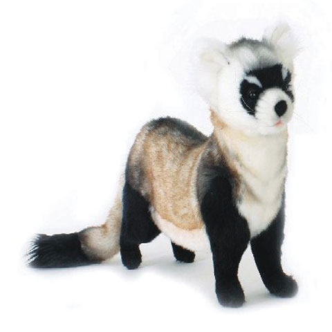 HANSA/BLACK FOOTED FERRET