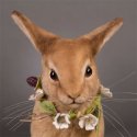 R. John Wright Hippity Hoppity