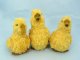 Burch Duckie