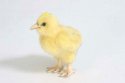 HANSA Hen Chicken